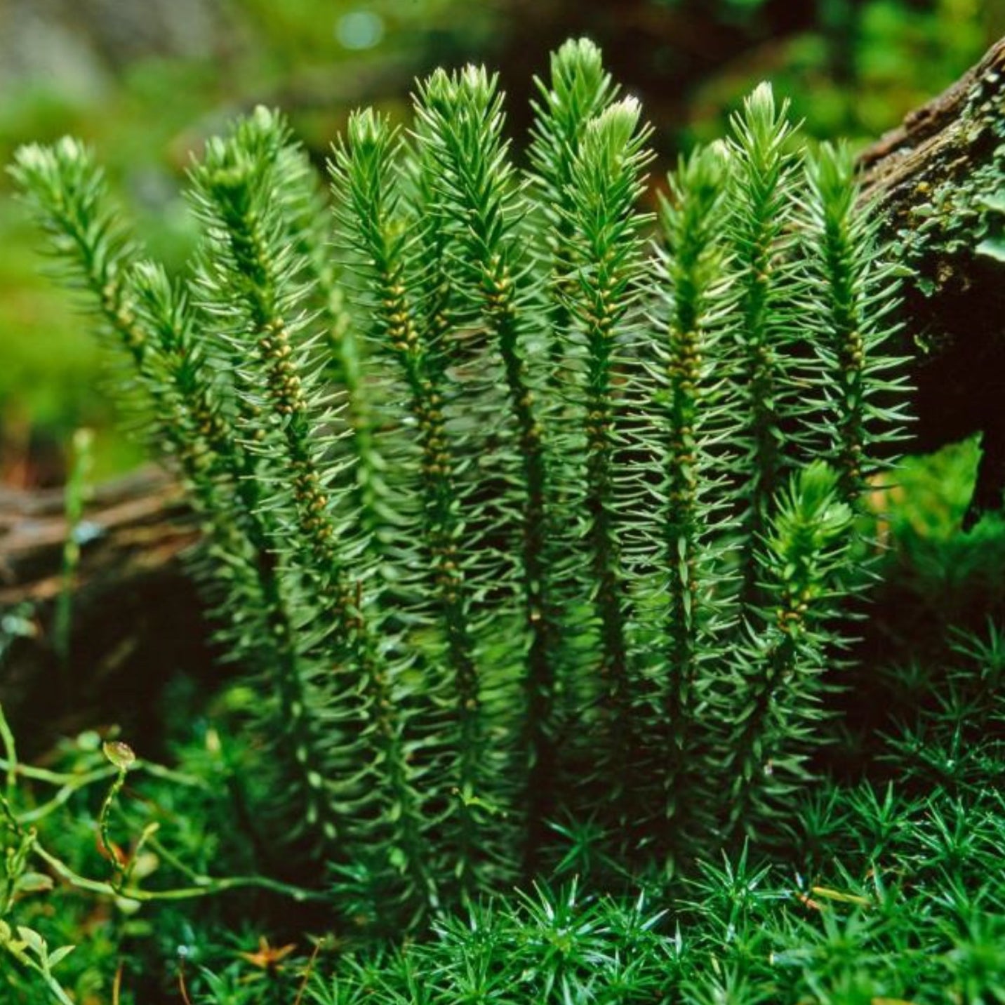 How a Chinese Club Moss Boosts Memory & Attention