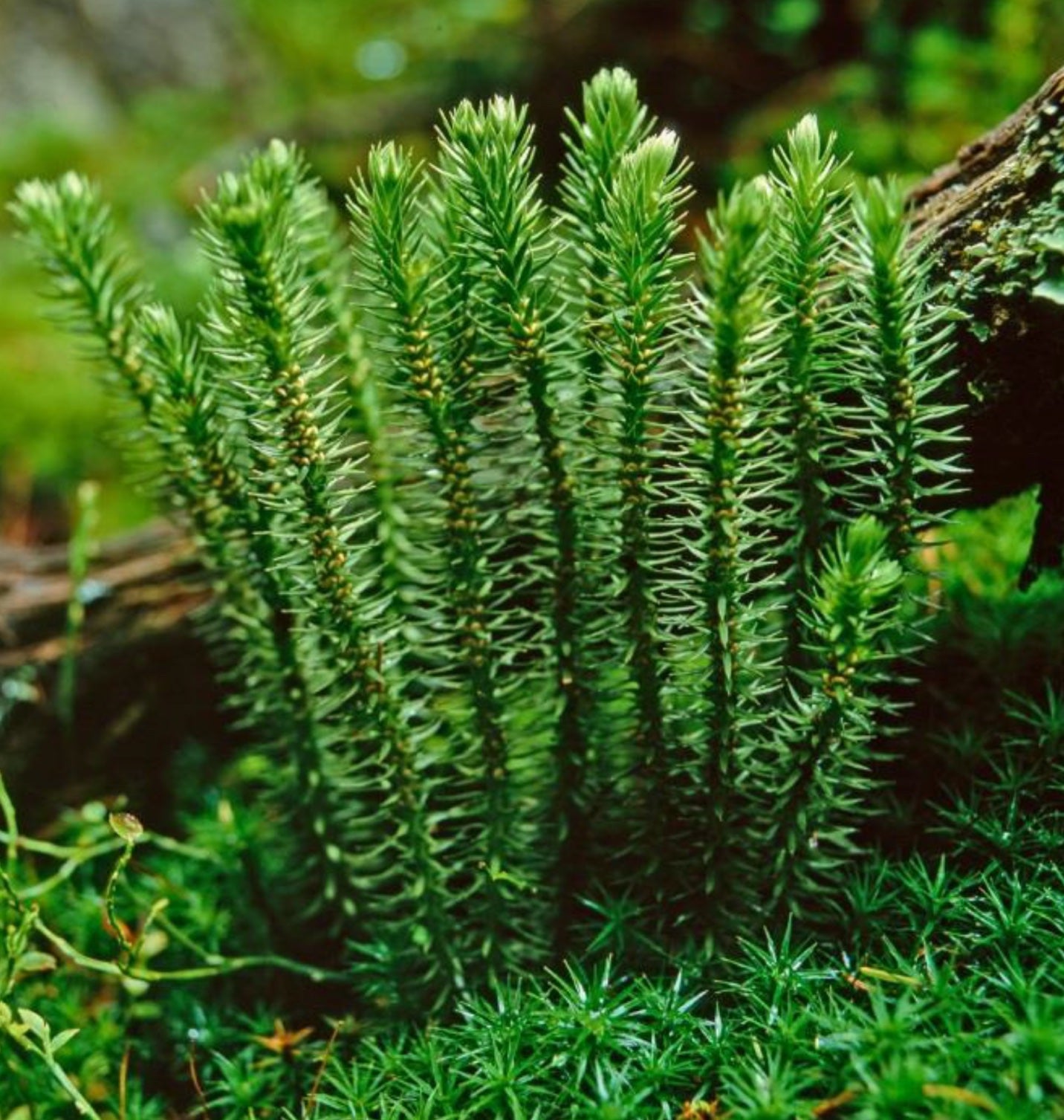 How a Chinese Club Moss Boosts Memory & Attention